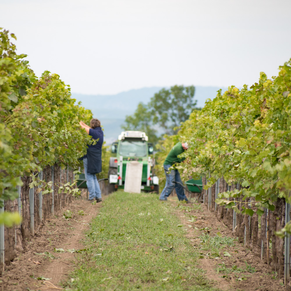 Arbeit im Weingarten